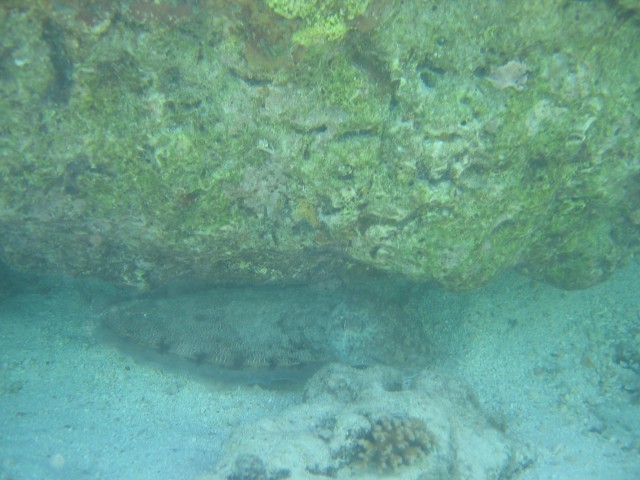 cuttle fish